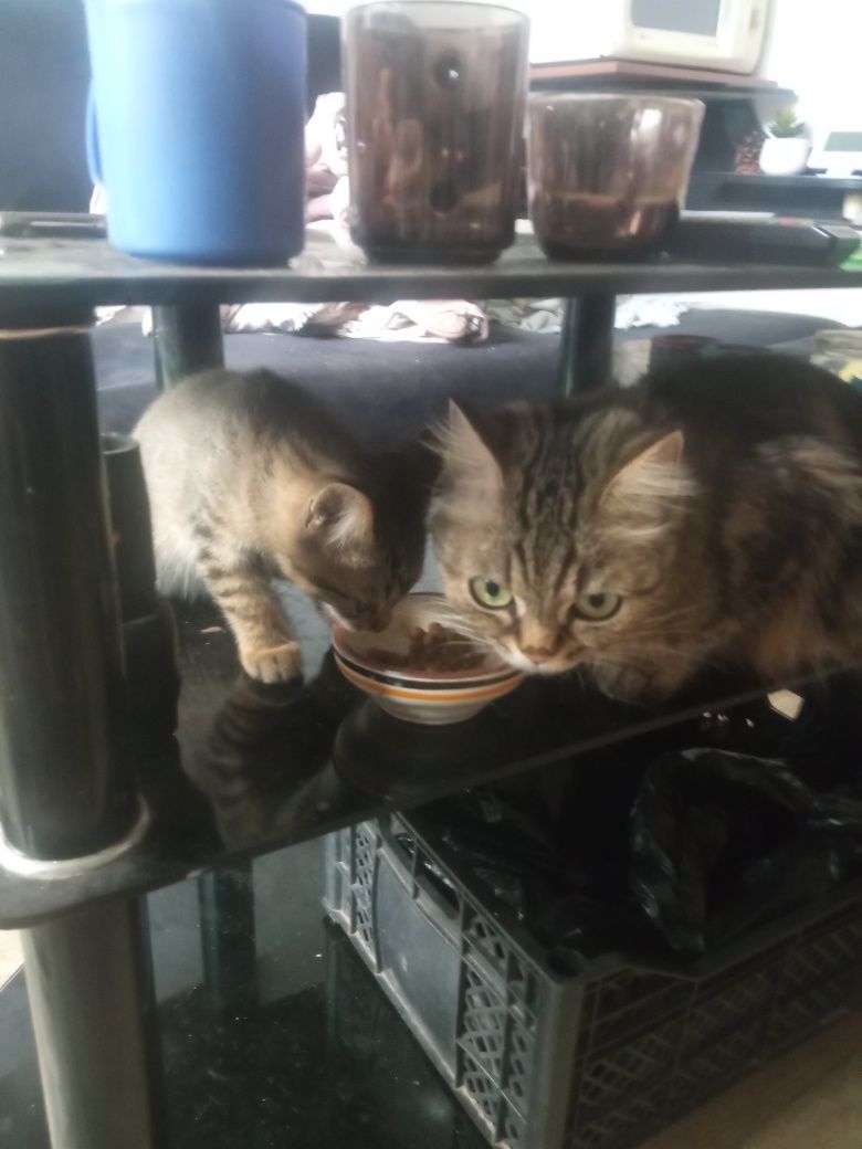 Продаются котята