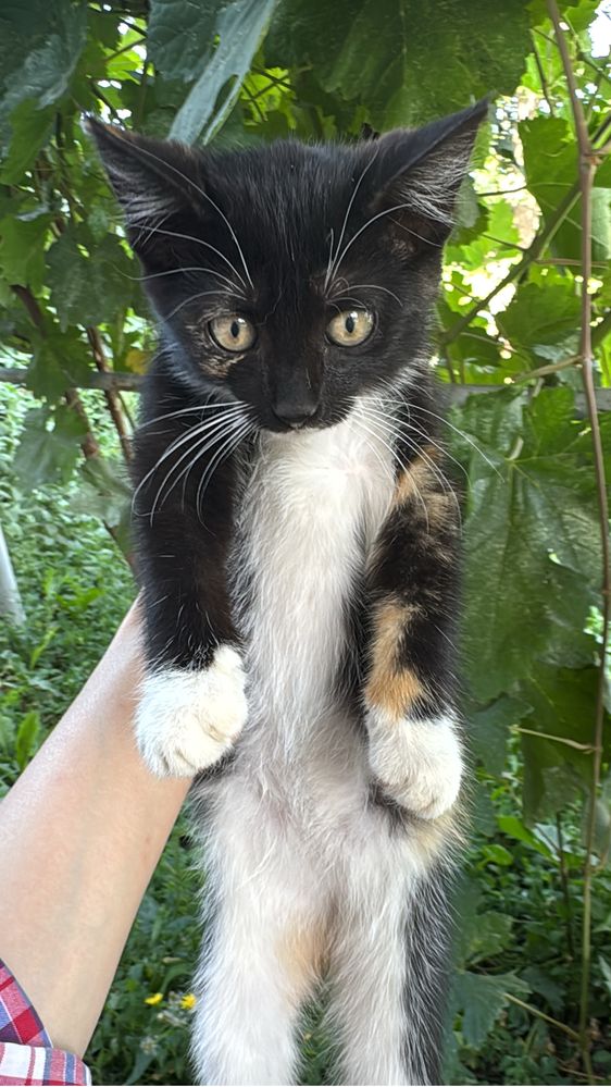 Отдам бесплатно котят! Мысық тегін беремін!