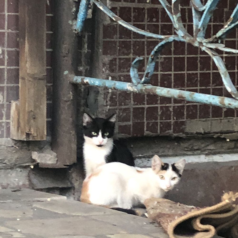 Животные. Кошки.