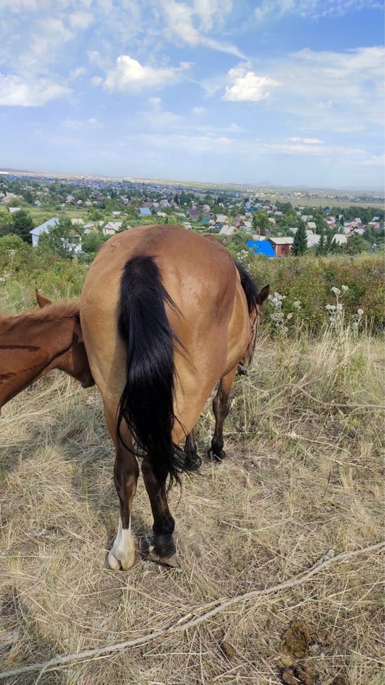 Продам кобылу с жеребенком