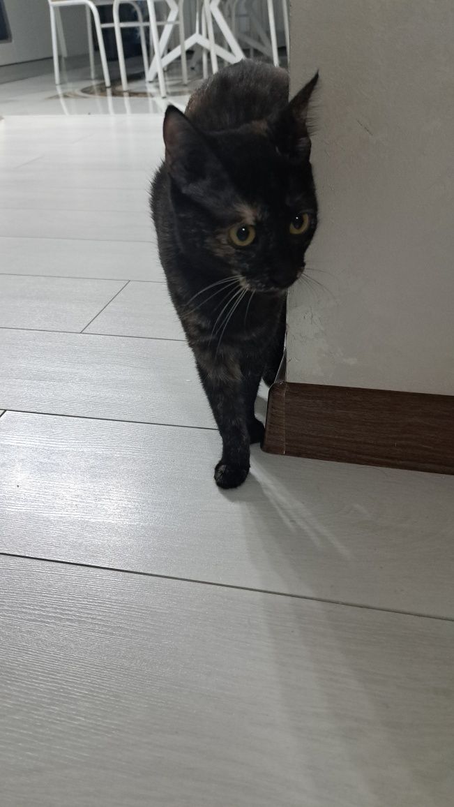 кошки отдам бесплатно