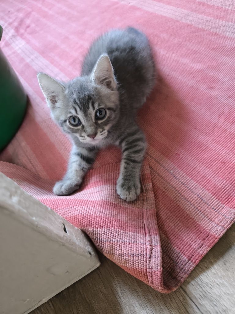 Отдам котенка мальчик, серый с полосками