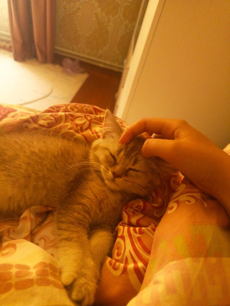 Котенок пародистый