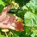 Клубника Купчиха Рассада