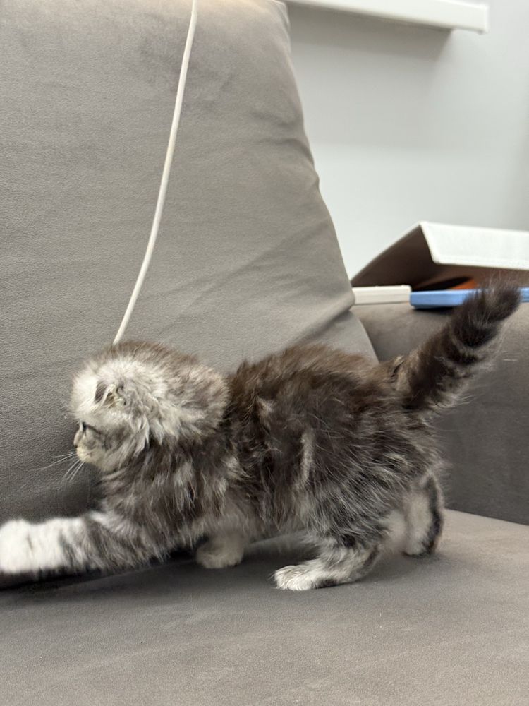 Веслоухий котонек
