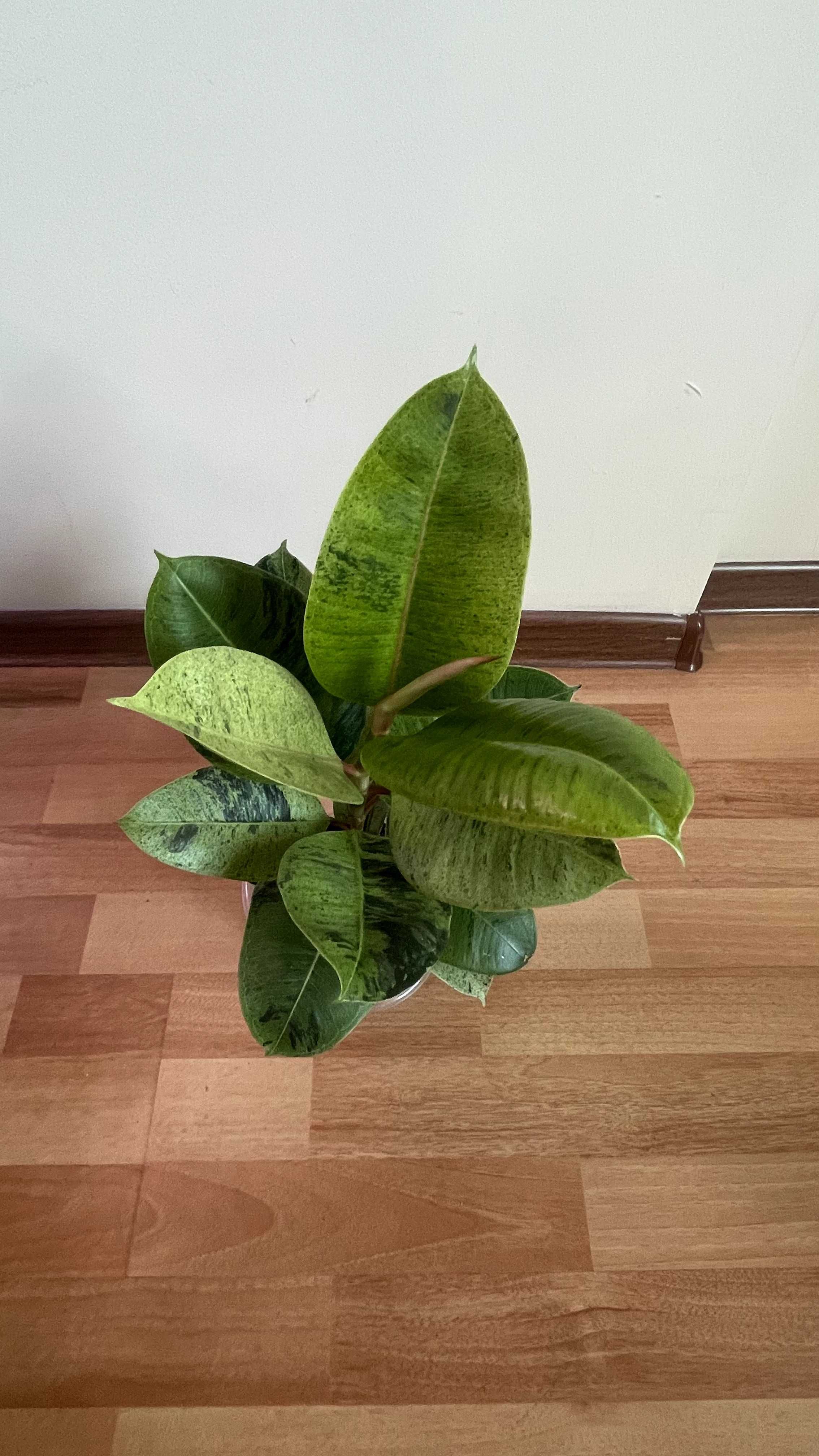 Фикус эластика шривериана (Ficus elastica Schriveriana)