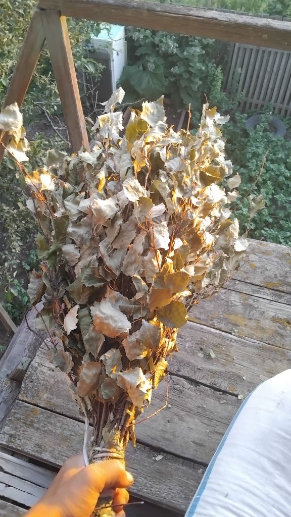 Продам берёзовые веники