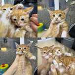 Рыжие котята ищут дом