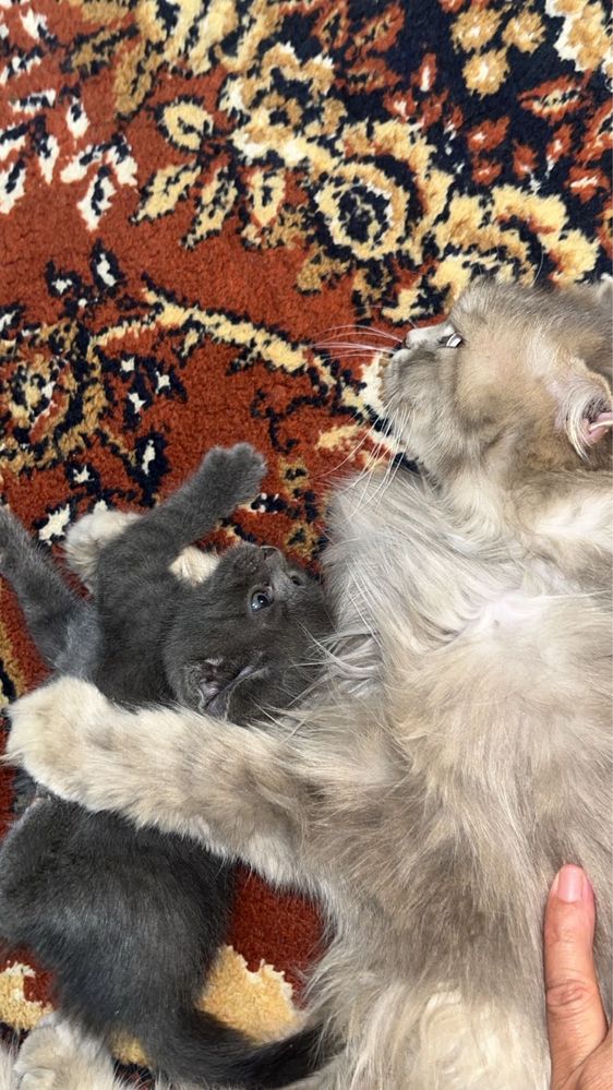 Котенок вислоухий