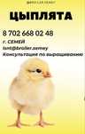 Реализация цыплят Бройлер и Несушек