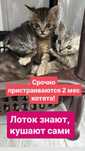 Даром котята полубританцы