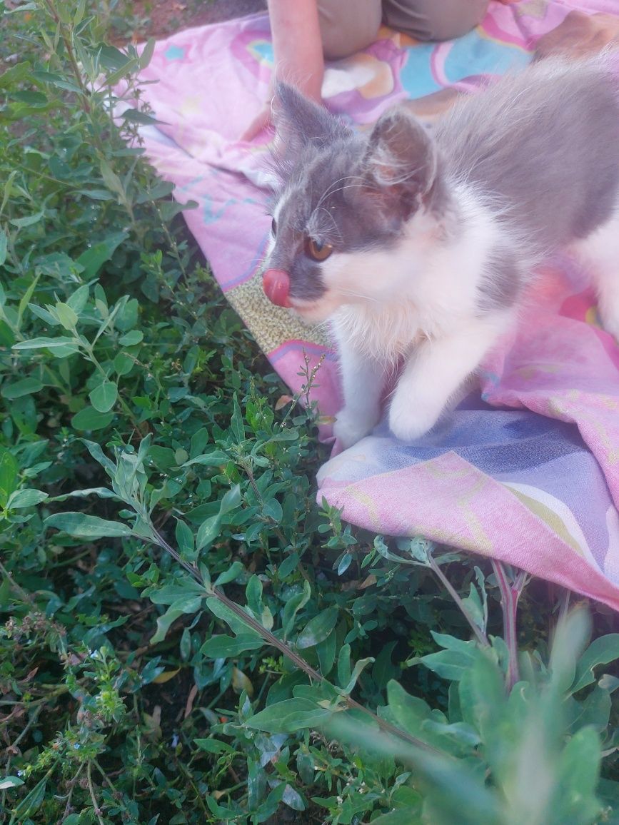 Пристроить котенка