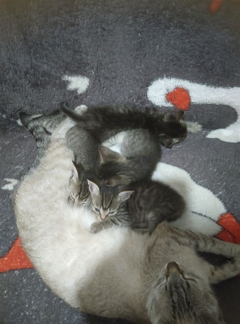 Отдам котят в добрые руки