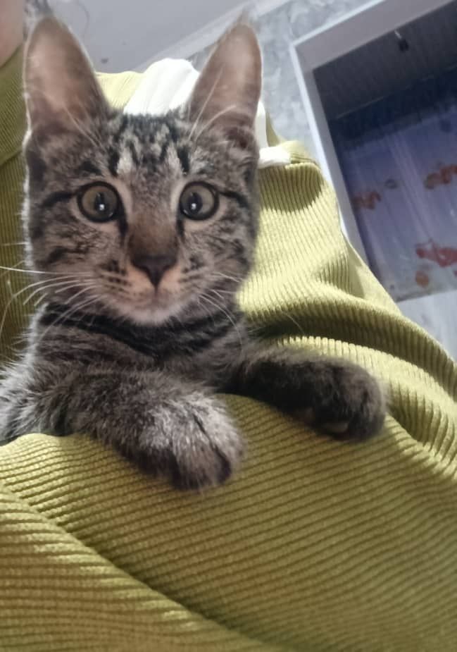 Котёнок. отдаем в хорошие  руки