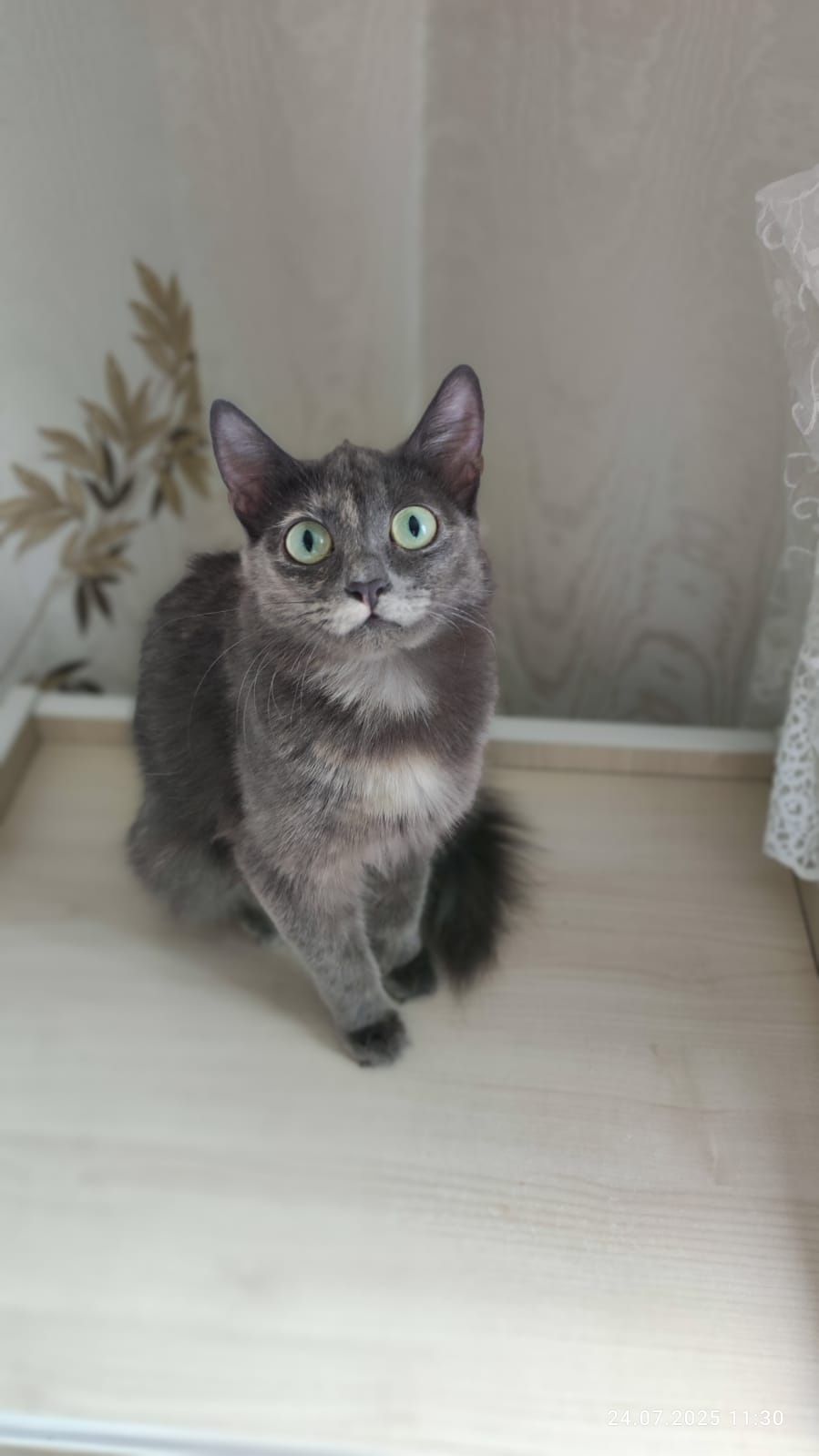 Кошечка в добрые ручки