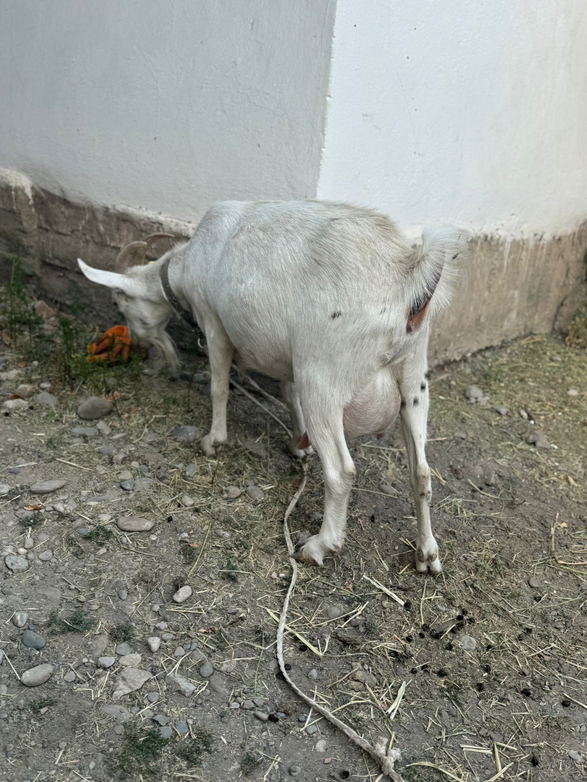 Ешкі сүті Парода