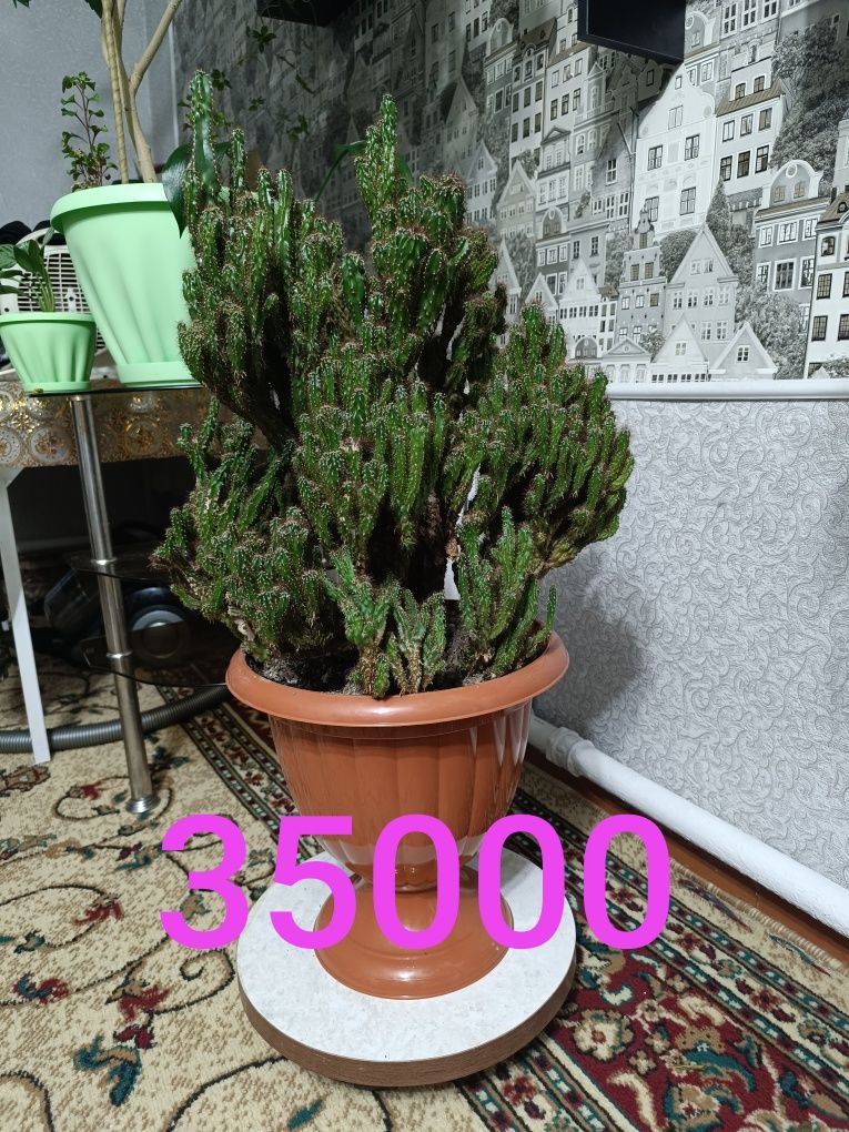 Продам недорого цветы