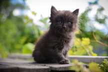 Котёнок  девочка