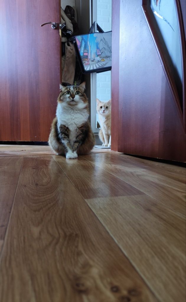 Ищем дом красивейшей кошке