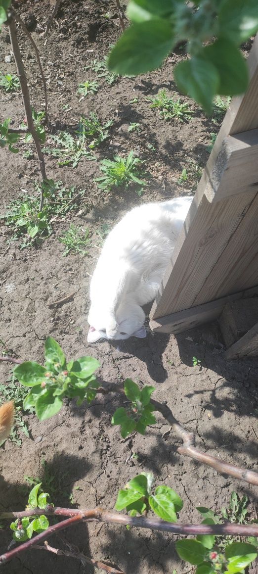 Кот с характером