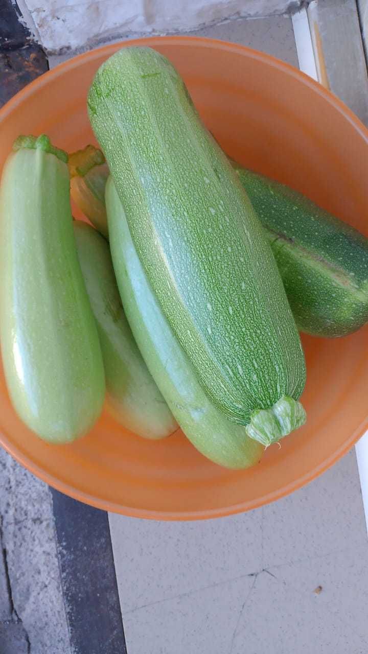 Продам кабачки домашние