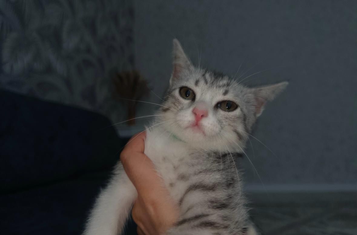 Красивая кошечка
