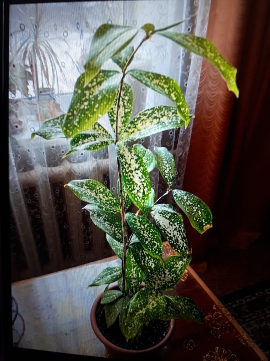 Продам комнатные растения