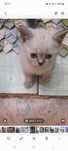 Котенок Скотиш Страйт девочка