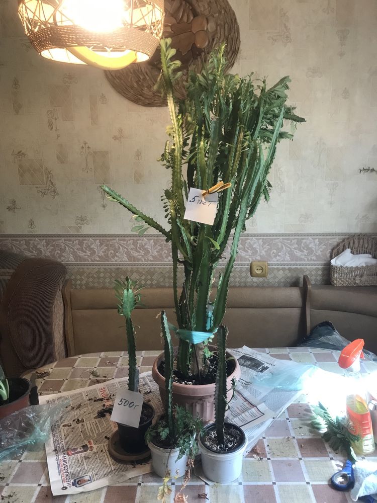 Цветы домашние разные в горшочкпх