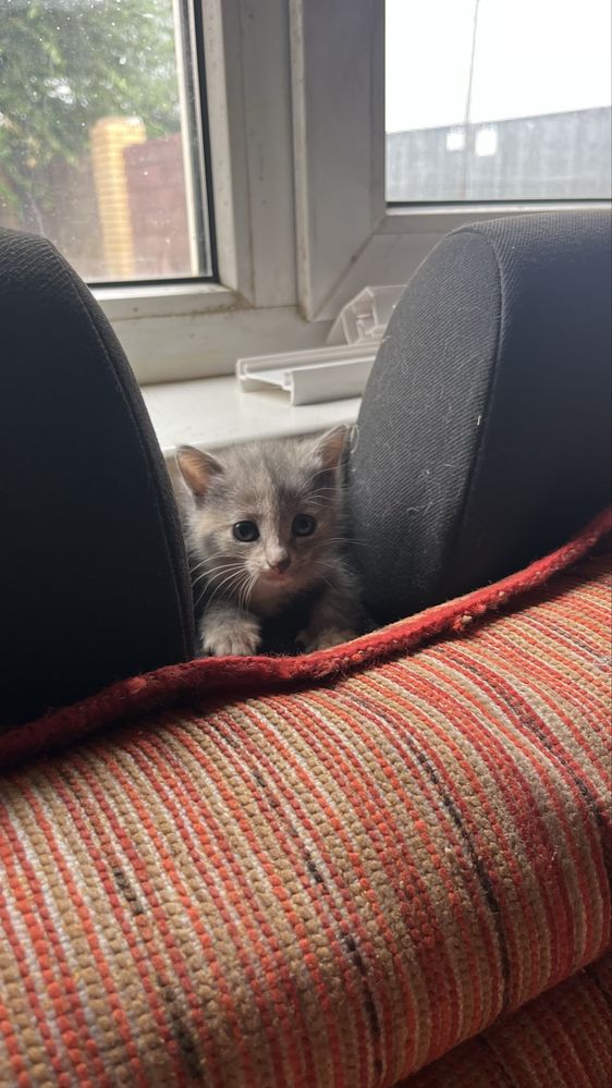 Мысық бар ұрғашы (котенок девочка)