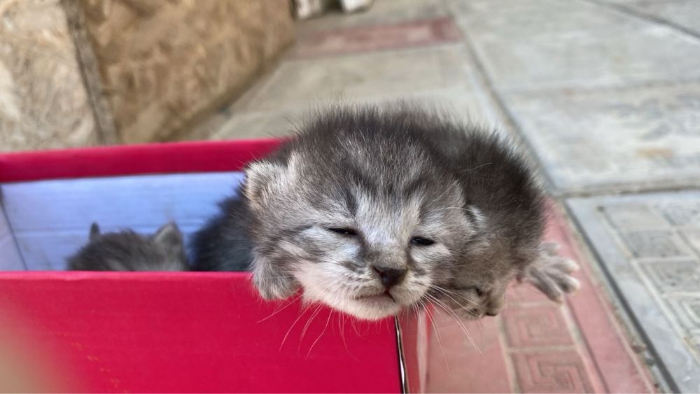 Котёнки маленькие