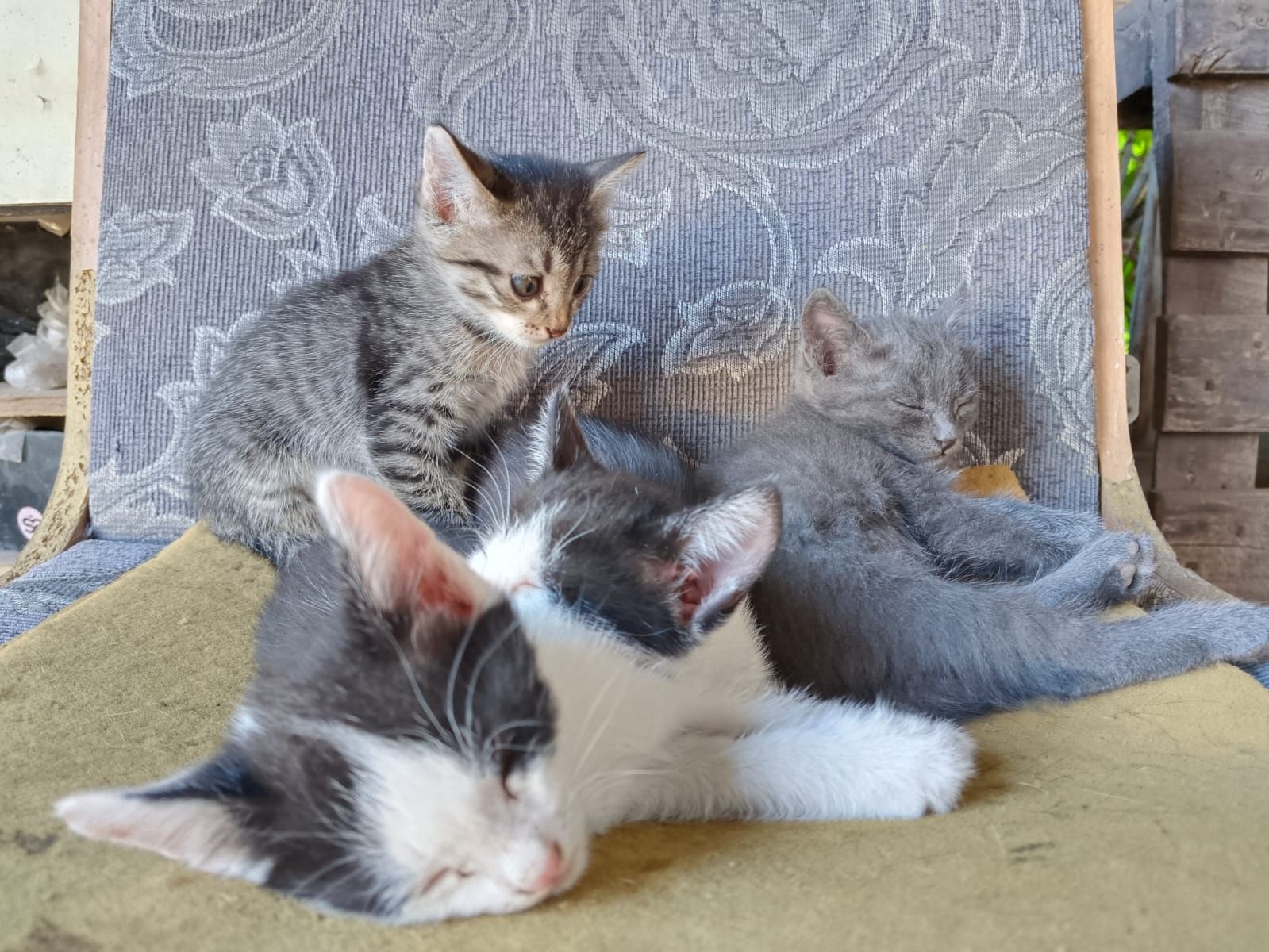 отдам котят с доставкой на дом