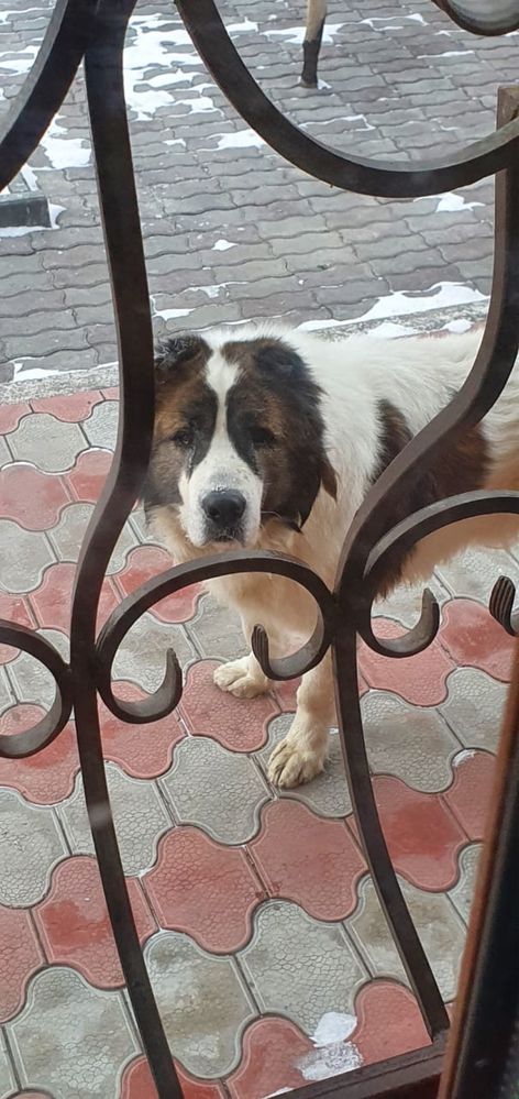 Отдам собаку САО 6 лет