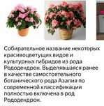 Комнатное растение Азалия.