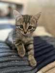 Отдам котенка в хорошие руки