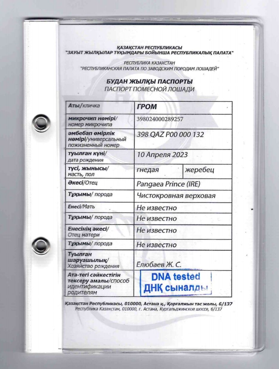 Продается жеребец "Гром"