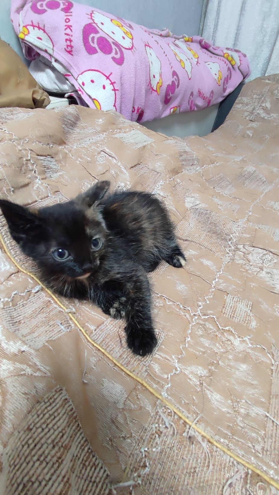 Котята отдам в хорошие руки