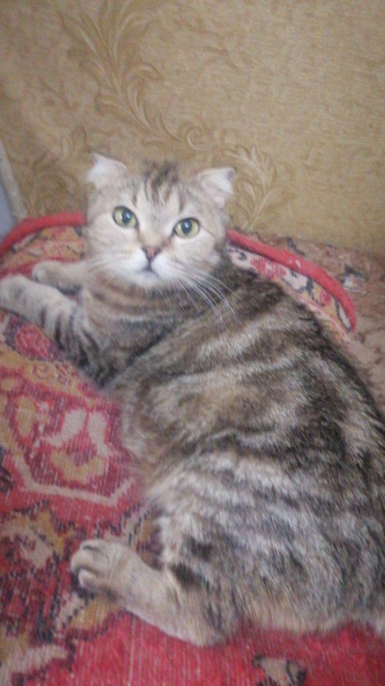 Шотландские котики и кошечки
