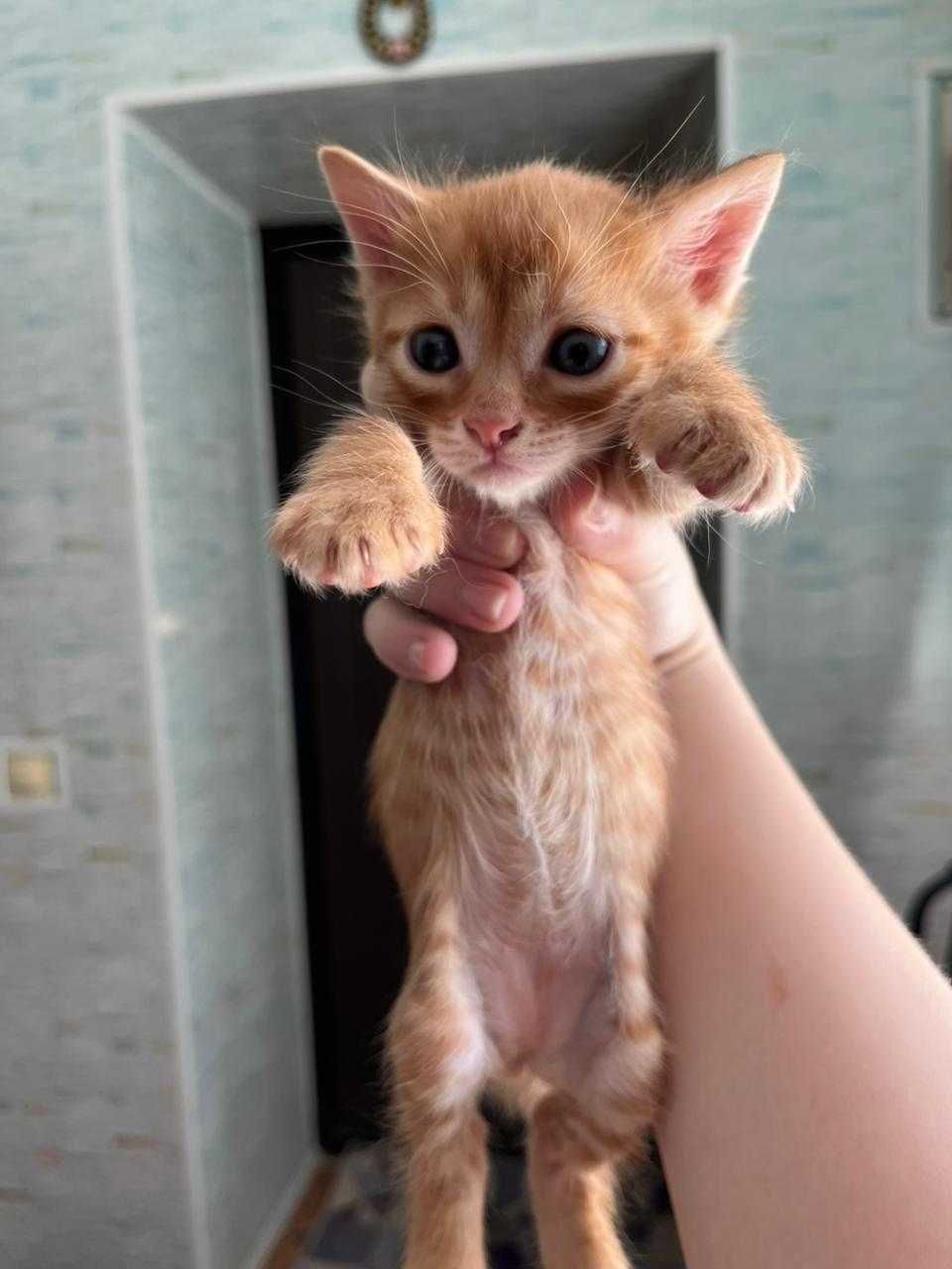 Отдам котят в добрые руки бесплатно