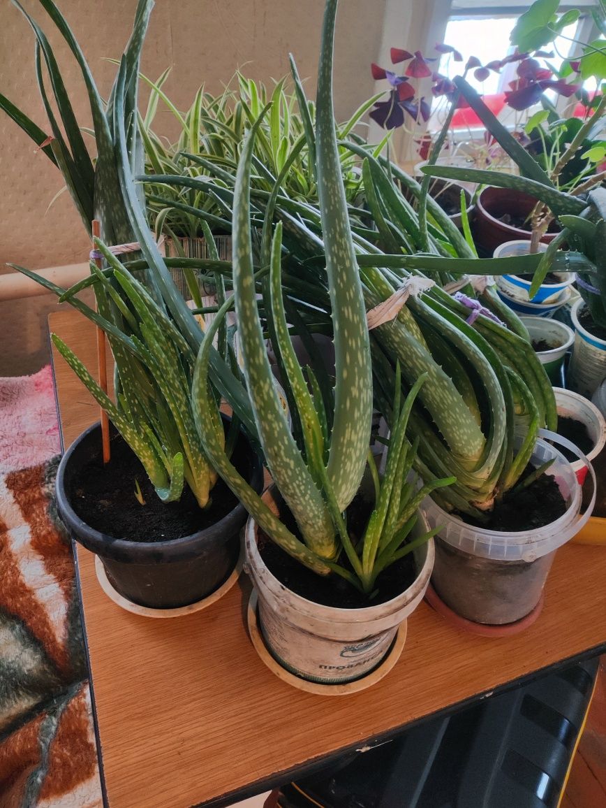 Продам 3-х годичное алое