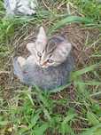 Котята бесплатно
