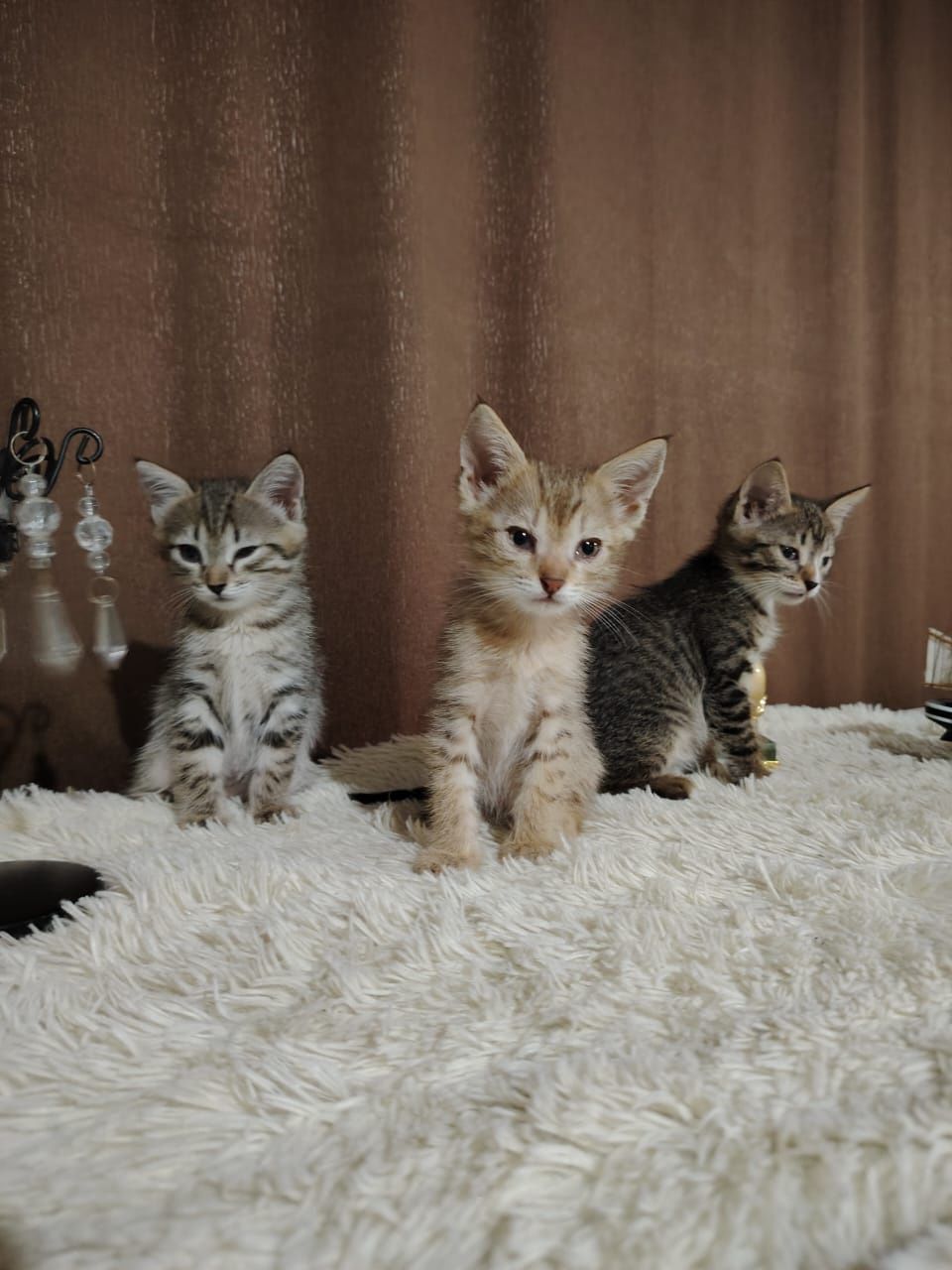 Отдам котят в хорошие руки