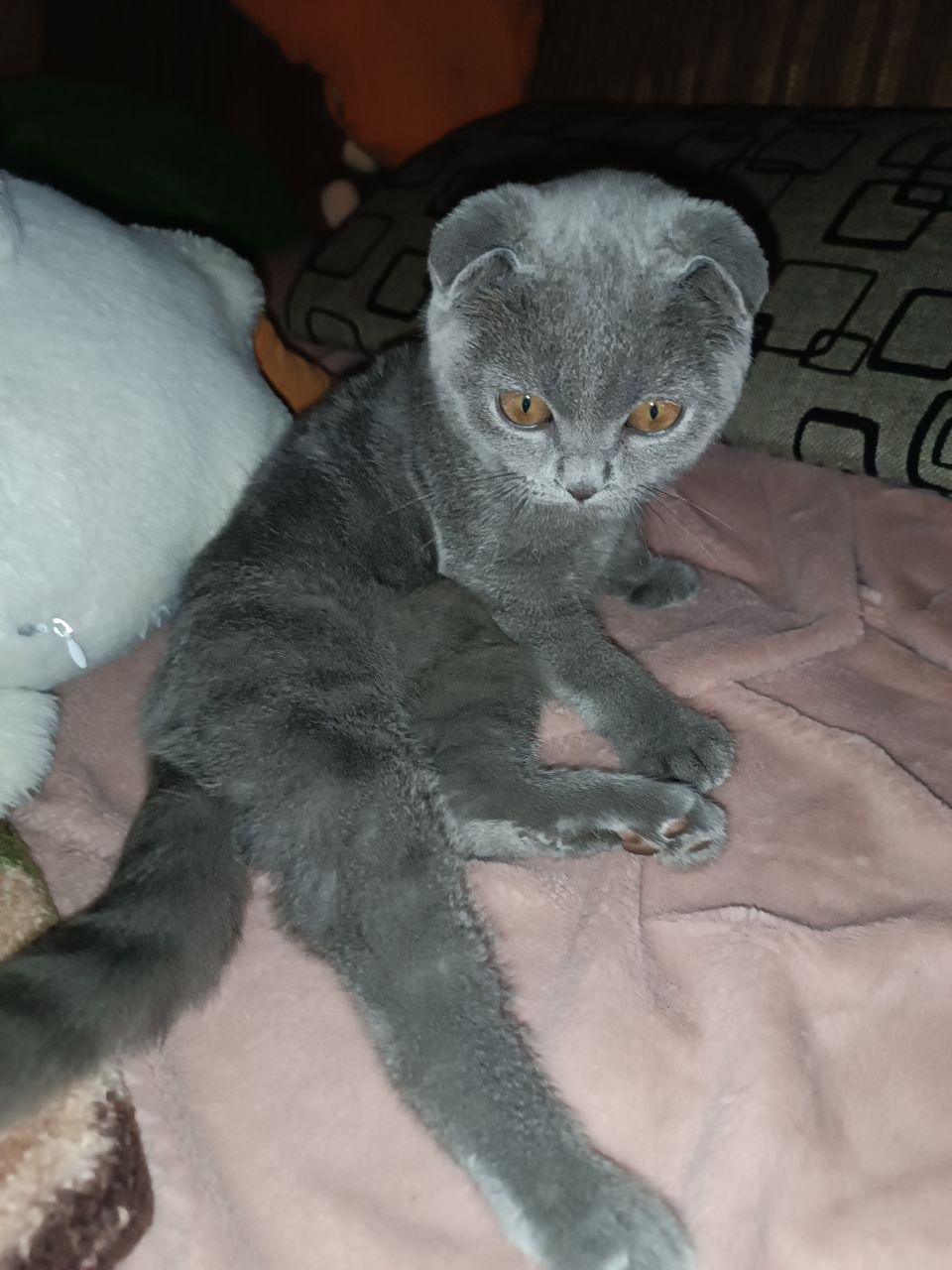 Продам шотландского вислоухого котёнка