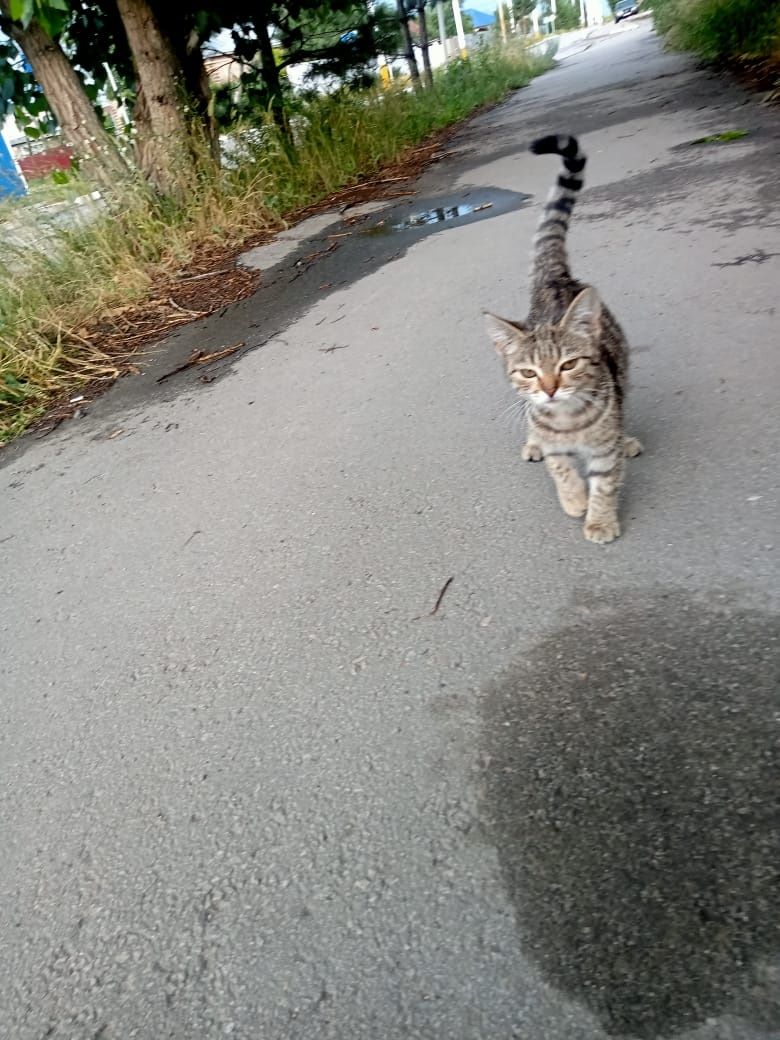 Ласковый котенок в добрые руки