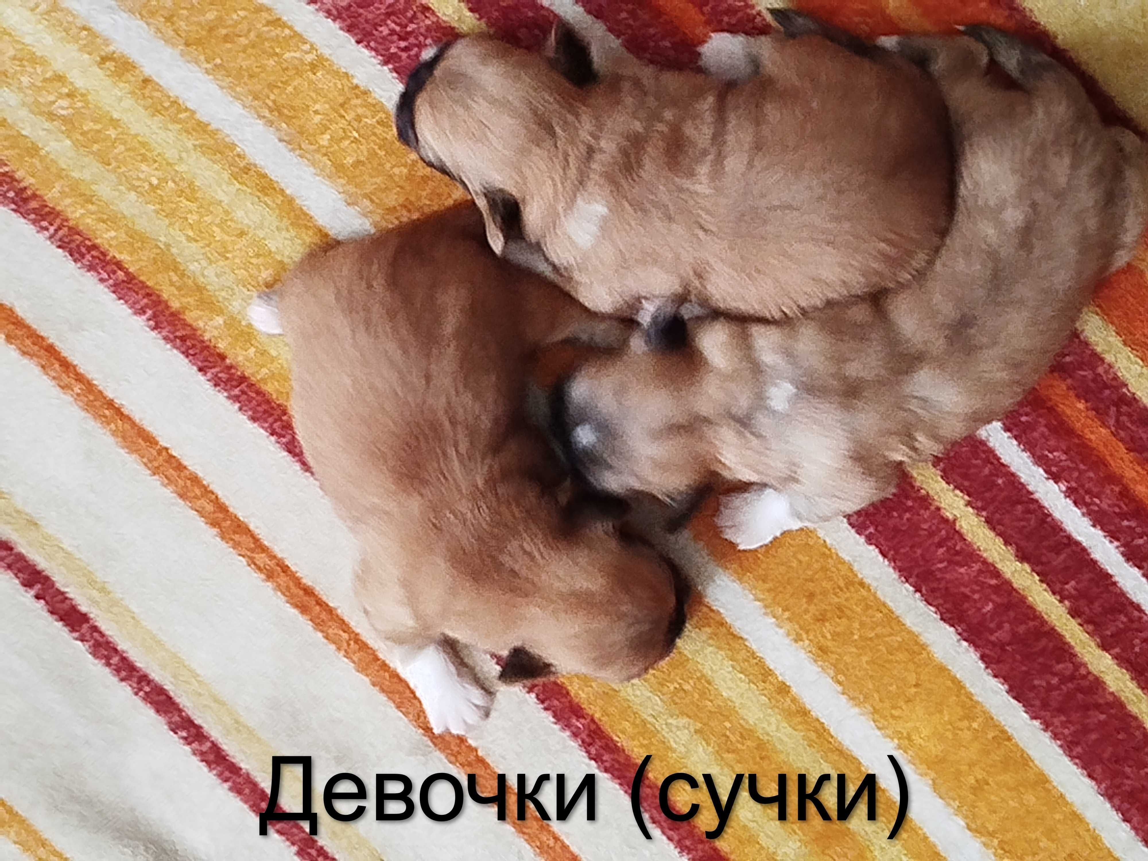 Продам щенков «Пекинесов»