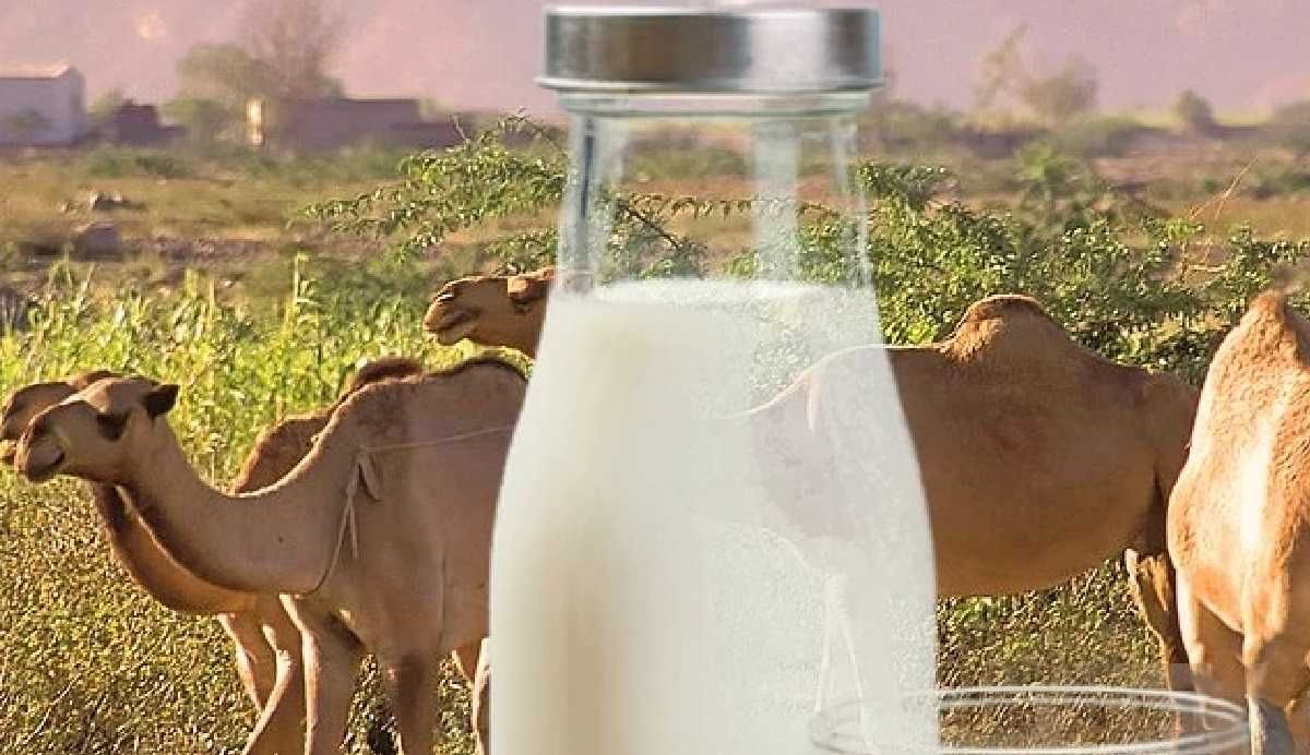 Шубат бар коспасыз