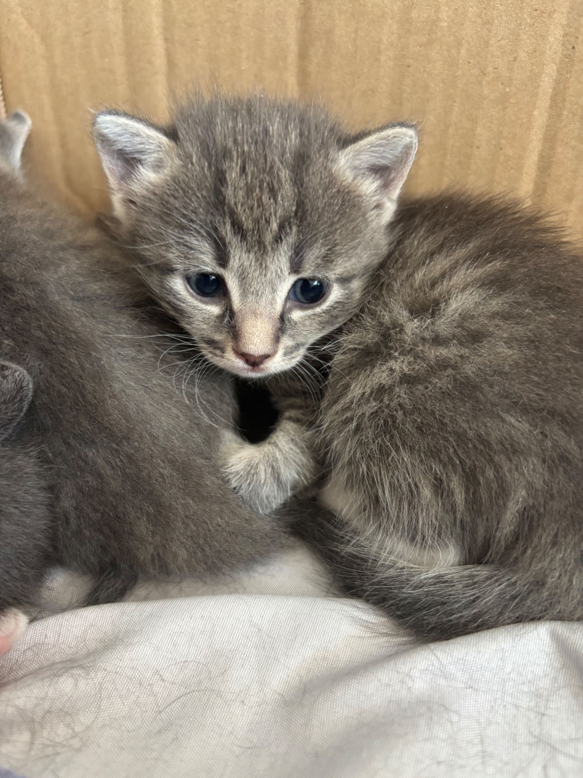 Срочно котикам нужен хороший дом