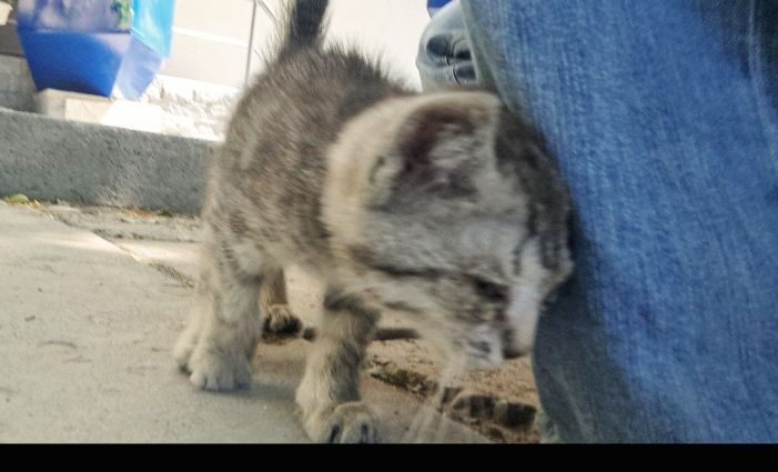 Котенок(около2мес)