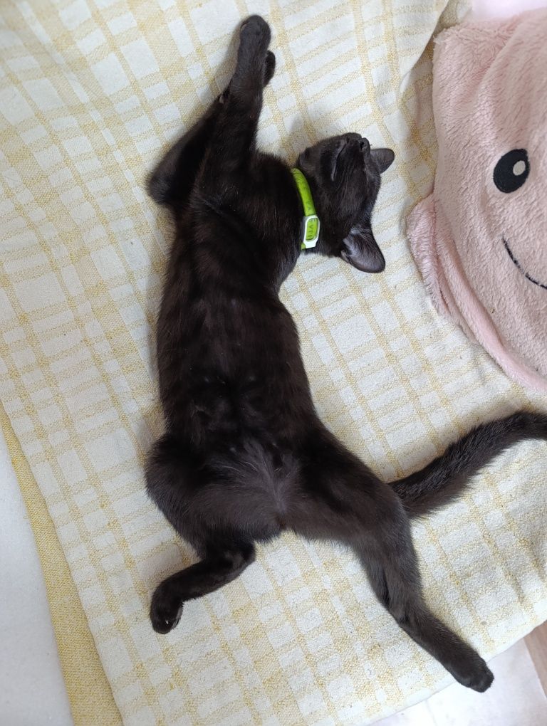Отдам даром котёнка
