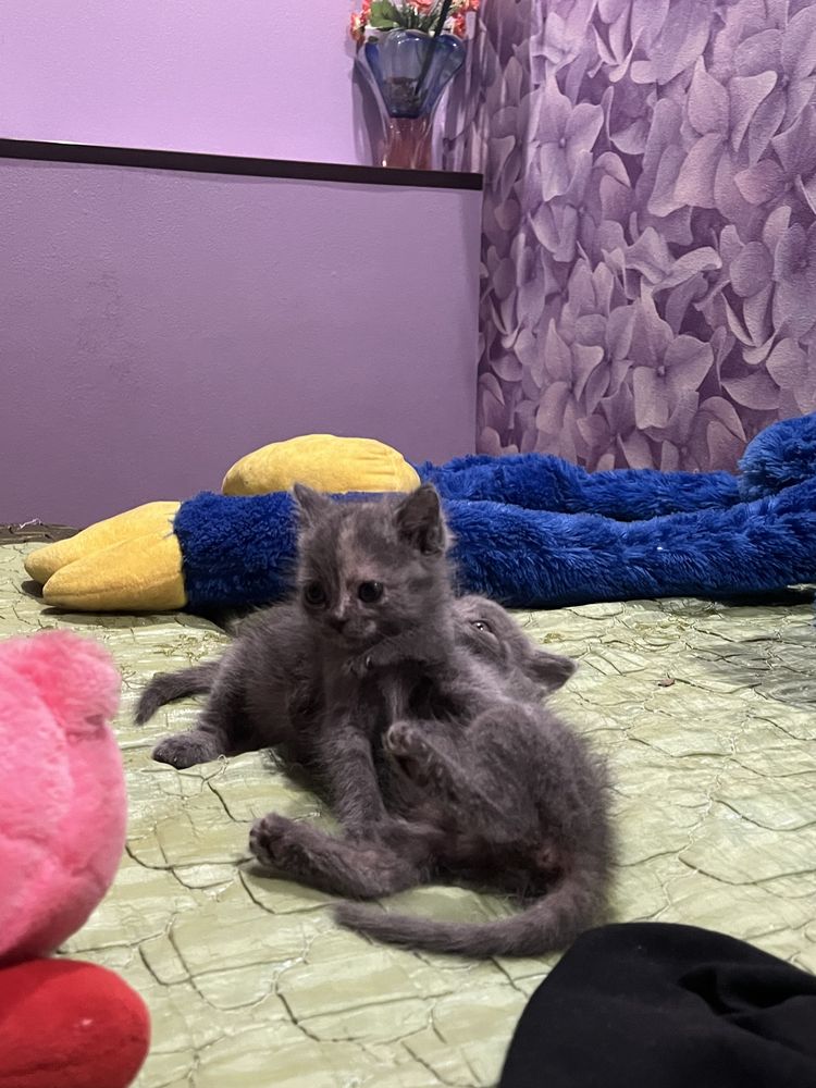 Котята в добрые руки
